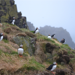 Puffins