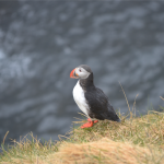 Puffin